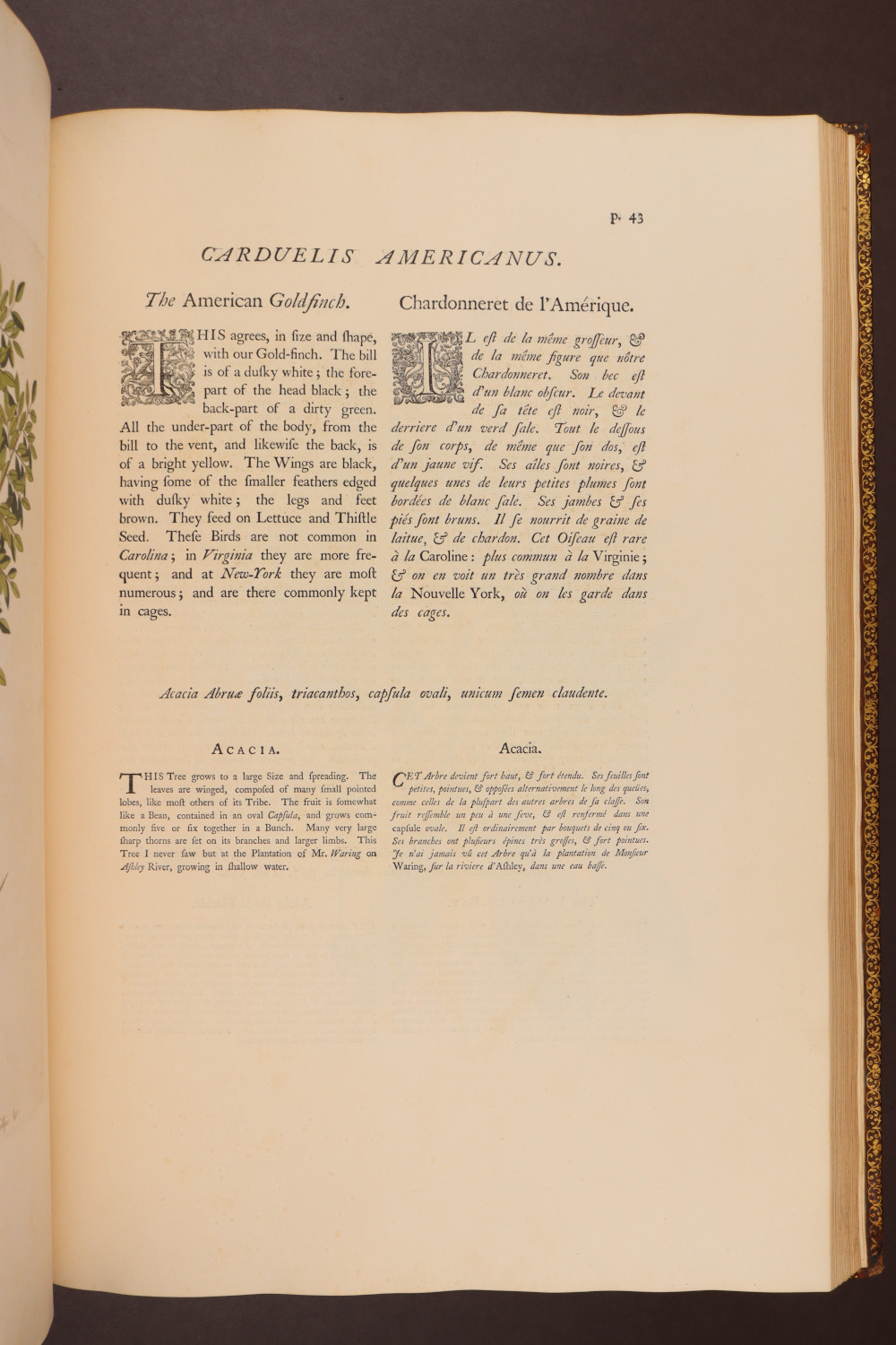 Page 43